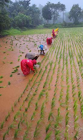 Mankani Agro estates home page desktop banner 4-3