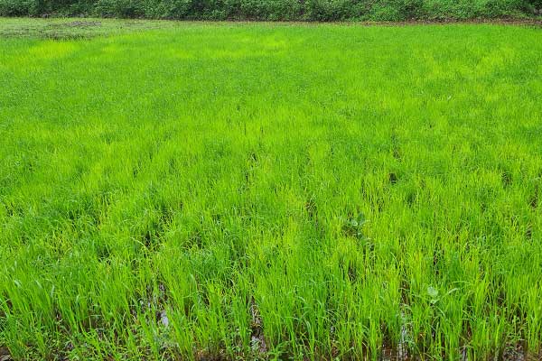 Mankani Agro estates home page desktop inner banner 1